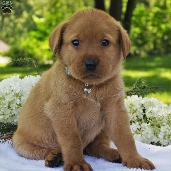 Forest, Fox Red Labrador Retriever Puppy